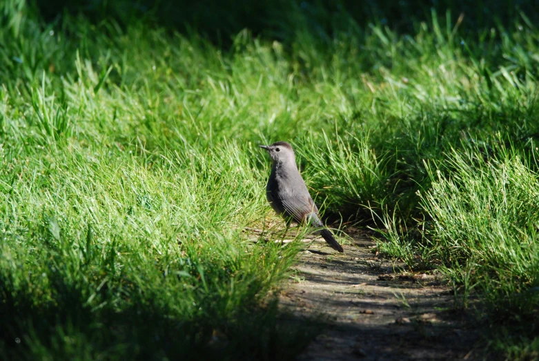 a bird that is standing in the grass