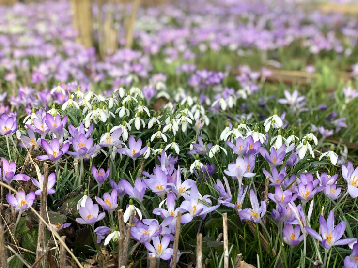 a very pretty picture of flowers on the grass