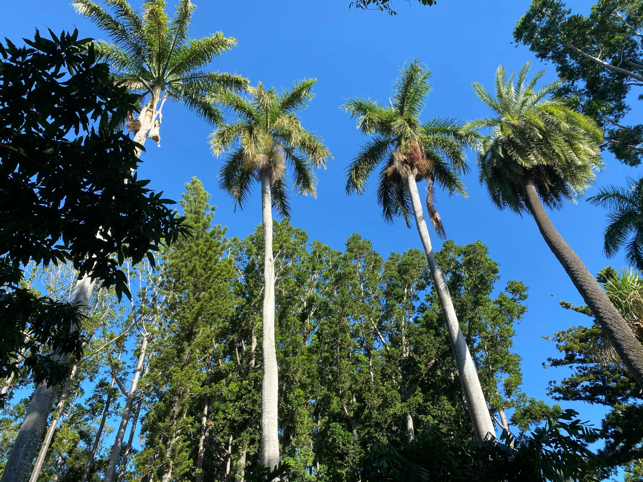 tall palm trees with no leaves stand in the middle of a wooded area