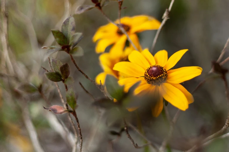 there are some flowers in the field