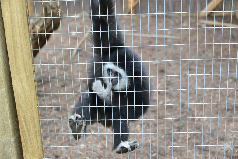 a monkey inside of a zoo enclosure on its hind legs