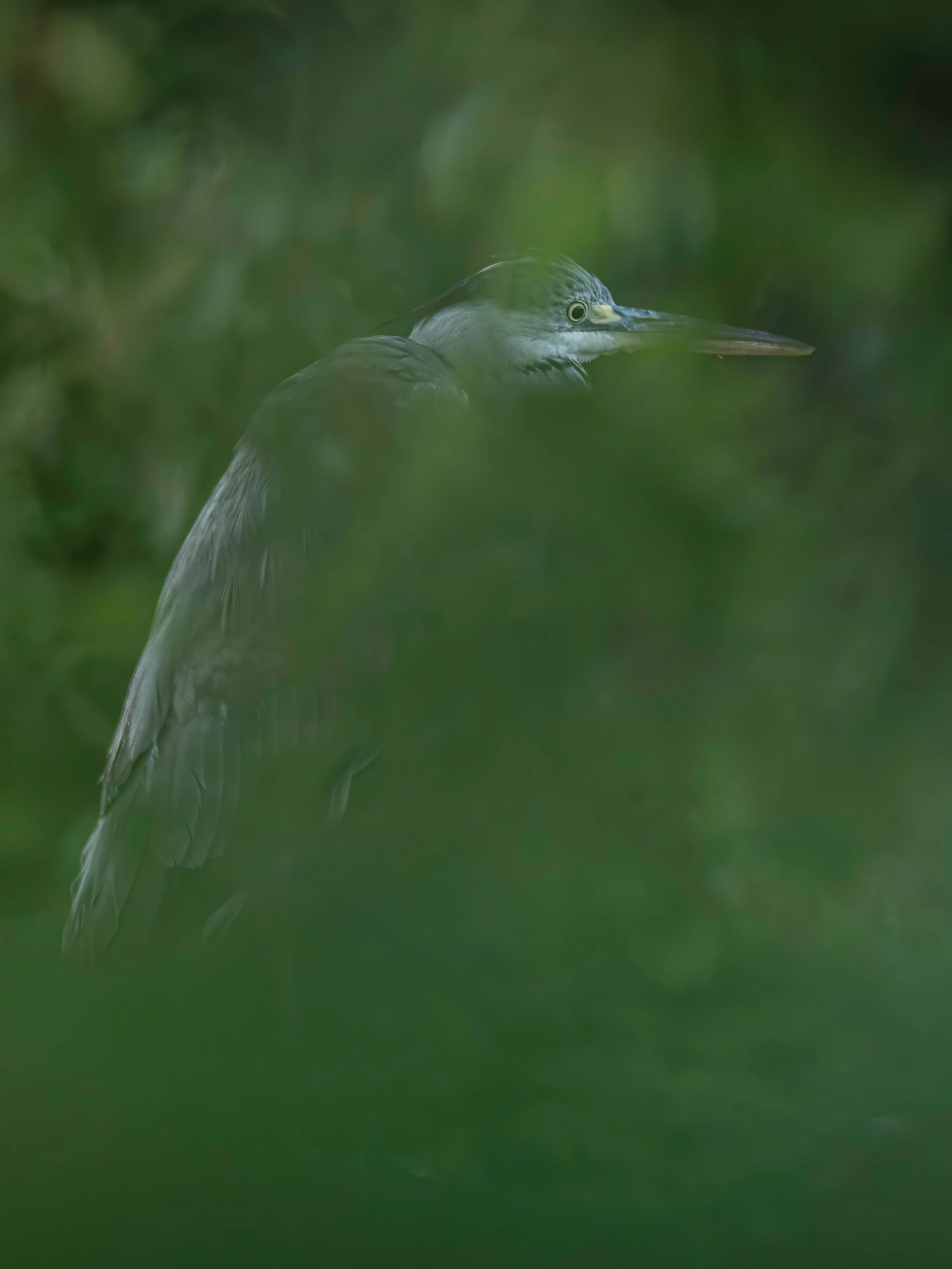 there is a bird that can be seen through the leaves