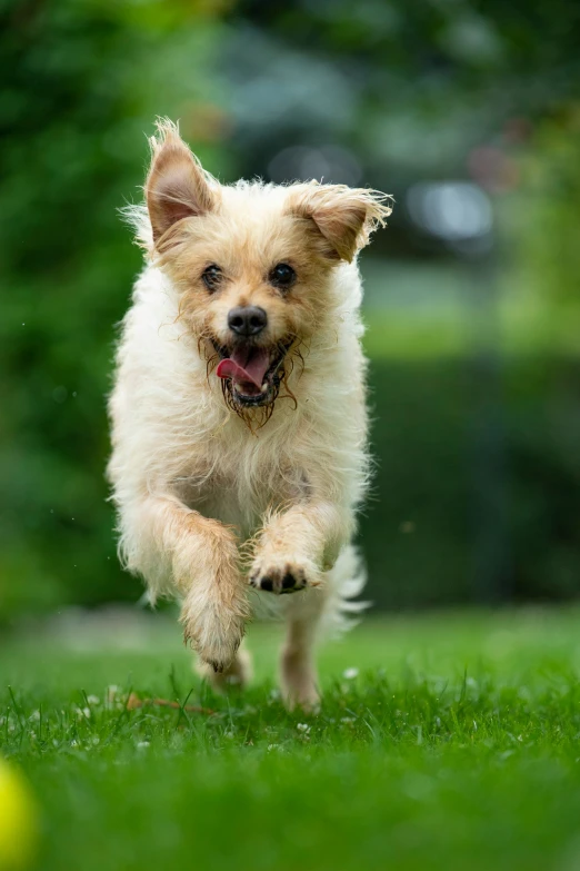 a small dog running down a grassy field