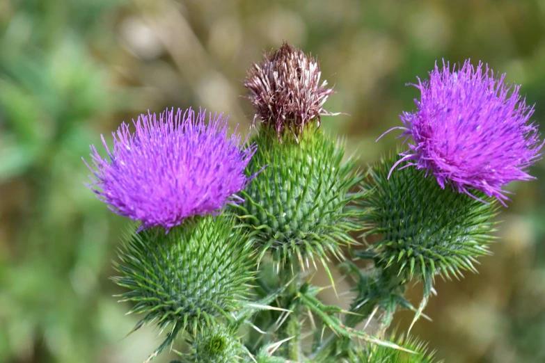 a flower with many buds on it