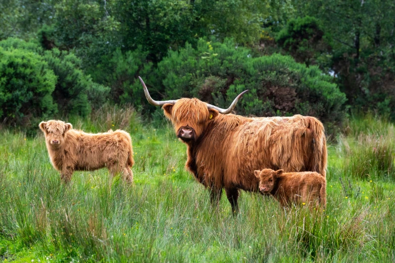 a group of cows standing on a lush green field