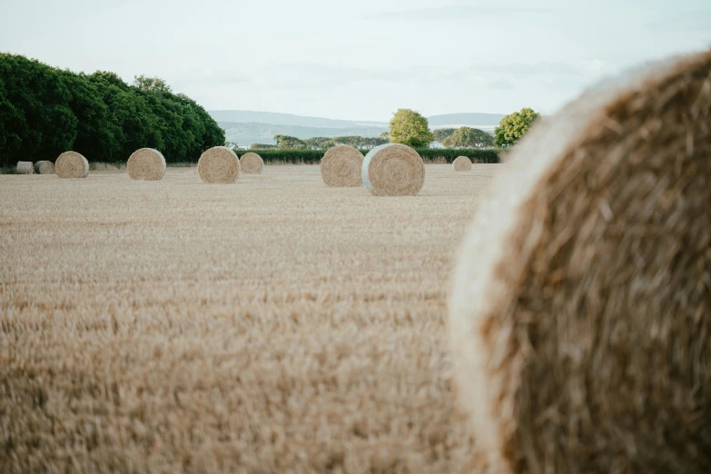 some bales in a field near some trees