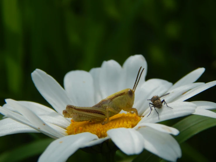 a bug is sitting on top of a flower