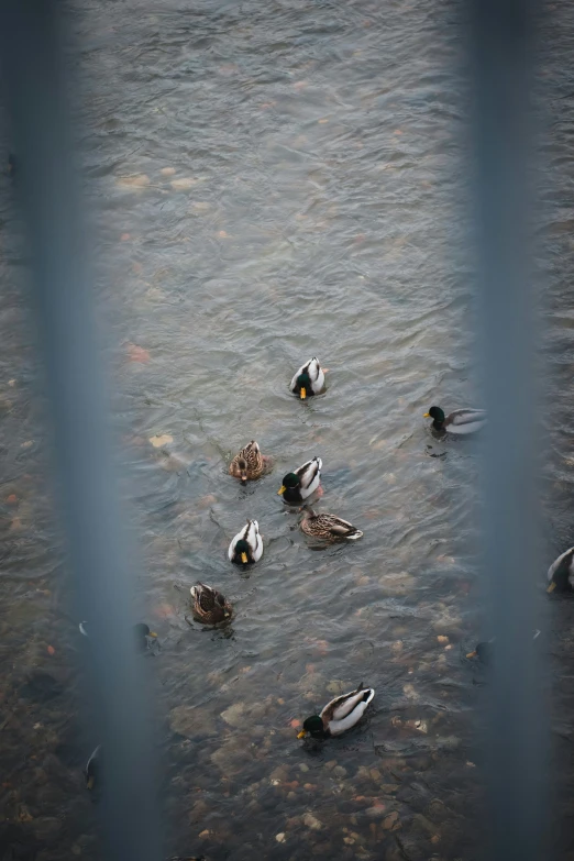 ducks are swimming on the water outside of a cage