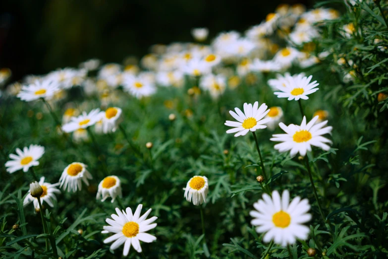 the daisies are flowering all around the plant