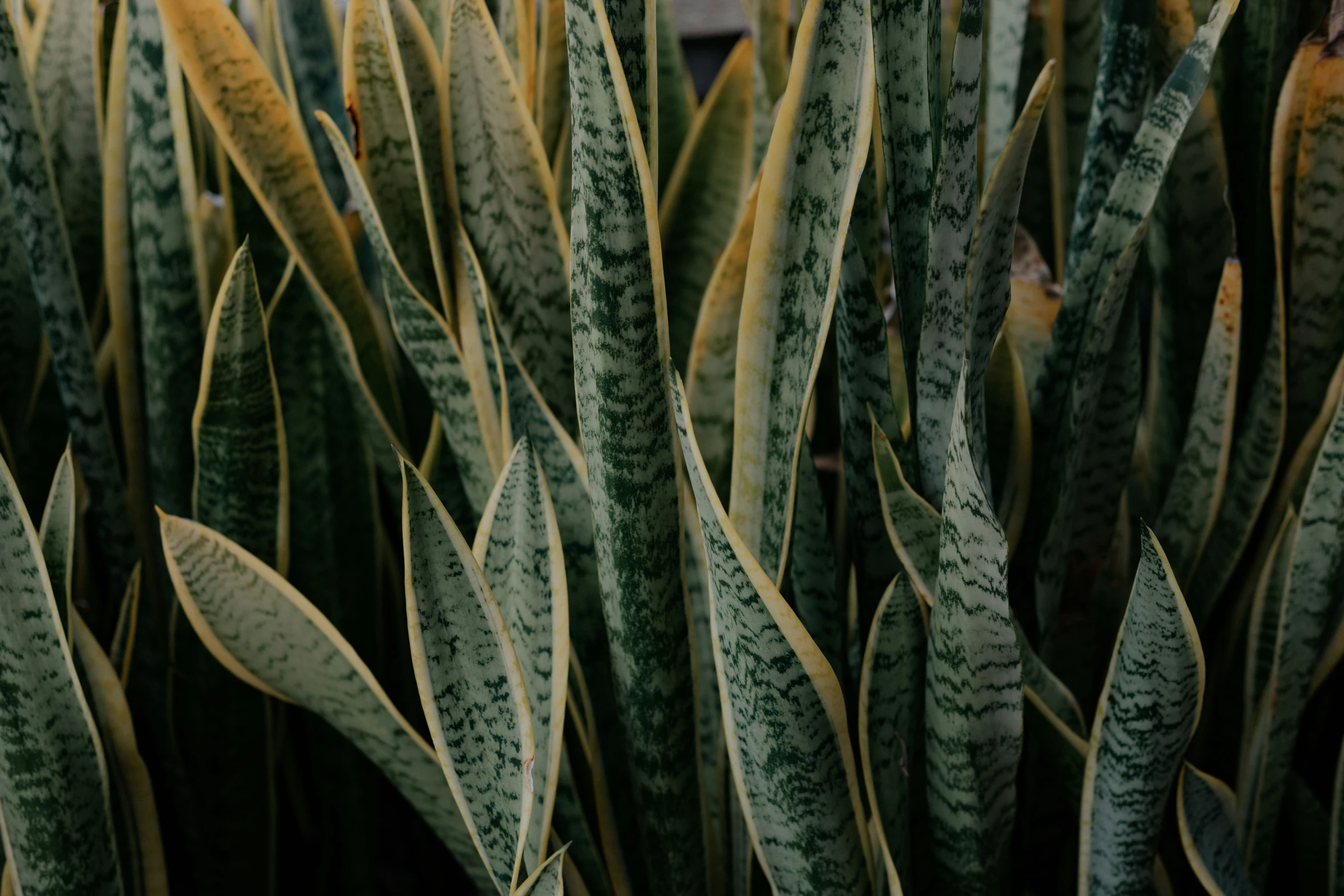 an arrangement of plants, one plant with brown, green leaves