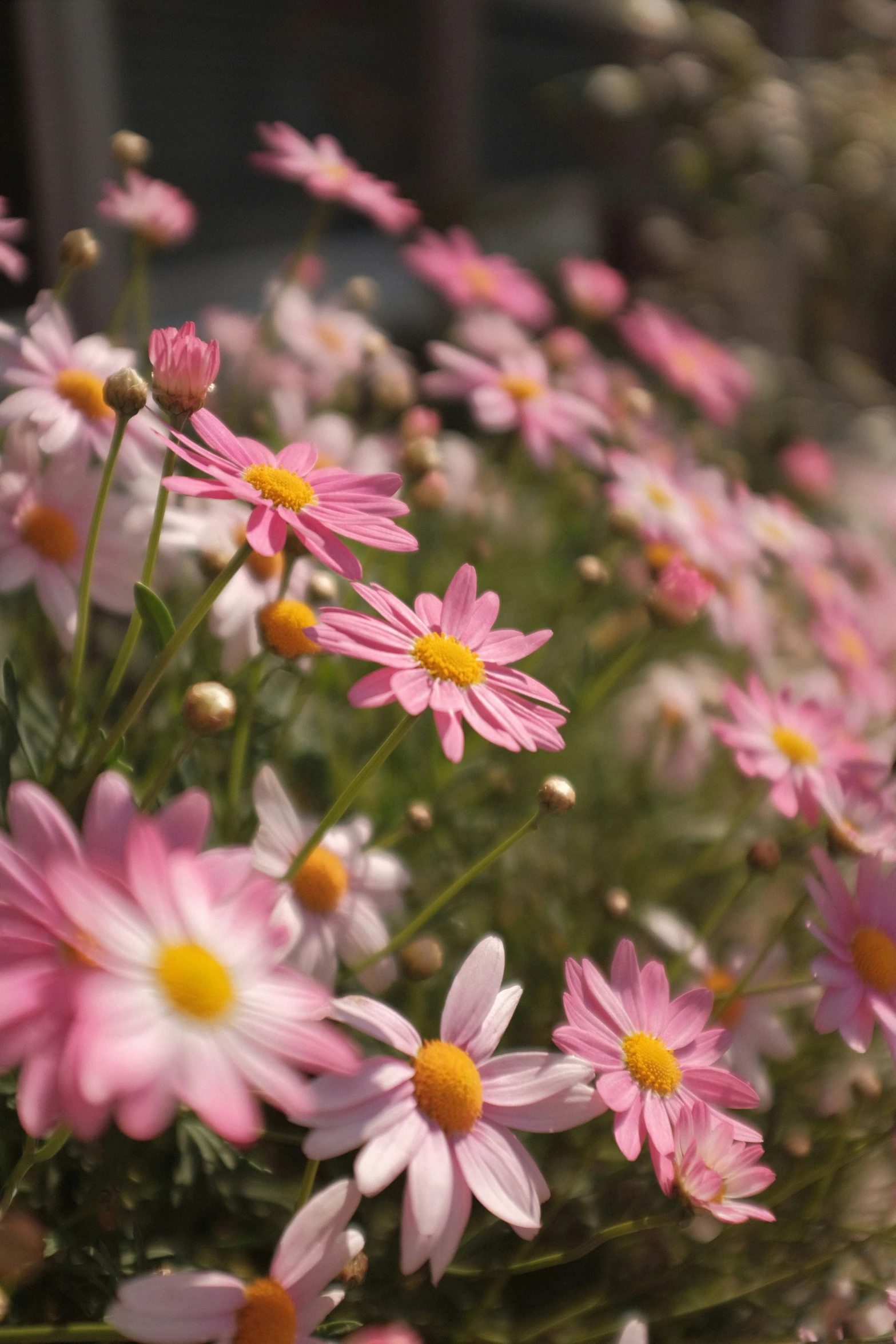 close up view of many pink flowers with yellow centers