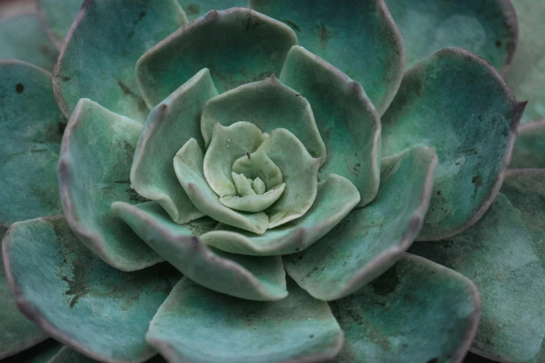 close up view of a green cactus plant