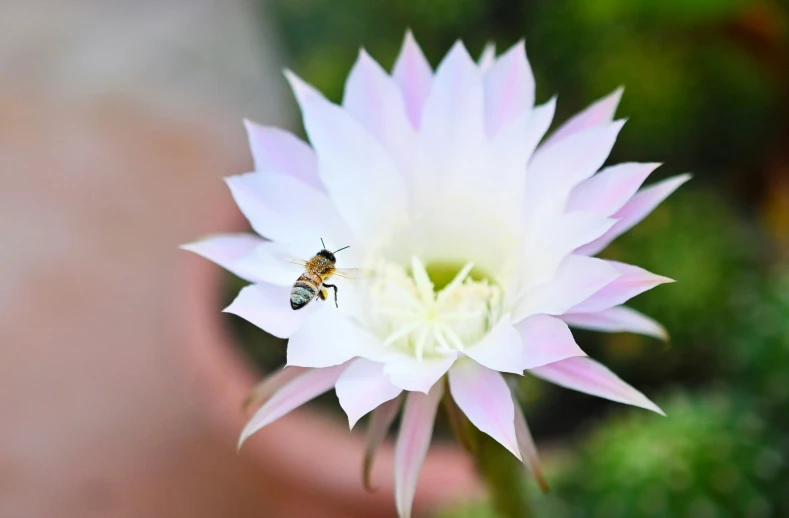 two bees sit on top of a flower