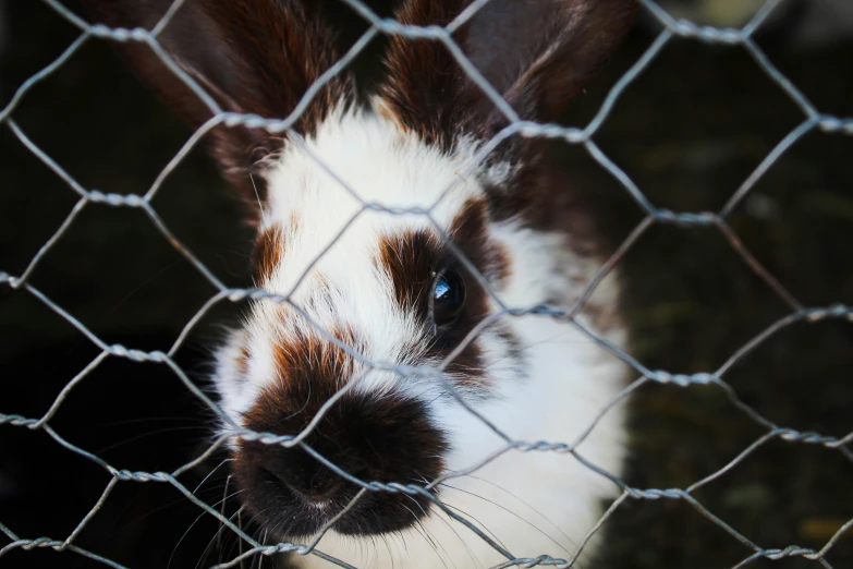 the animal is looking through a metal fence