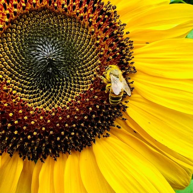 a bee on a sunflower, looking toward the camera