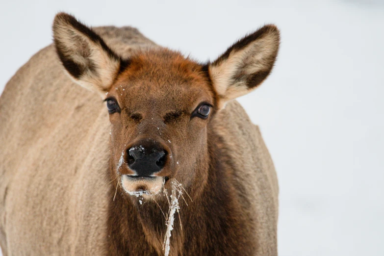 a deer is seen in the snow in the winter