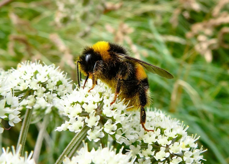 a bee on white flowers in a field