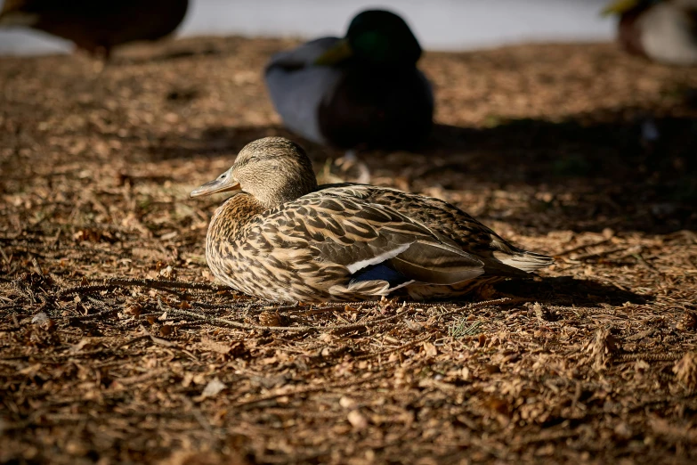 a small group of ducks are standing in the sun