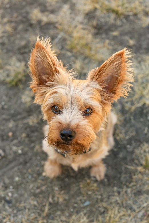 the little dog is looking forward and standing on the ground