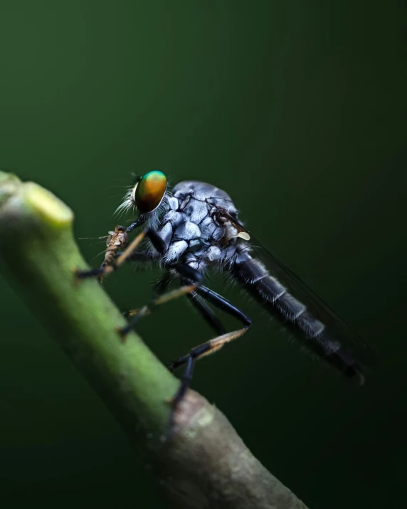 a fly on a nch with its wings and feet showing