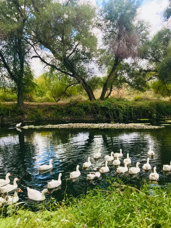 some ducks are walking in the water by a lake