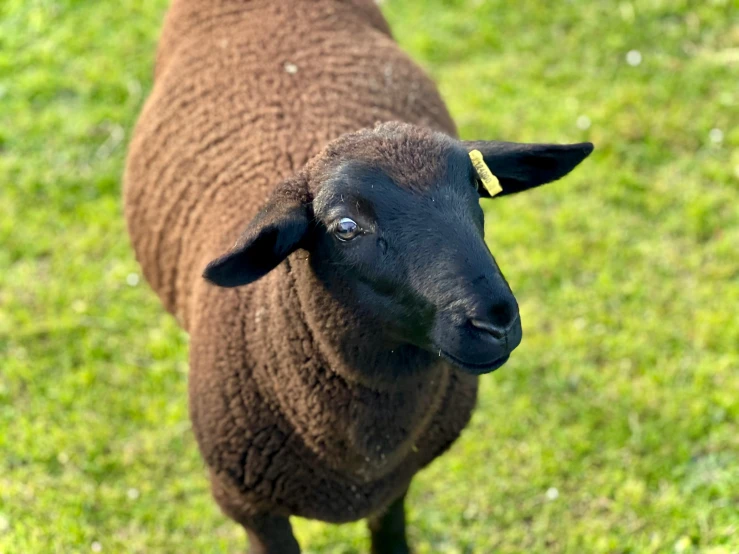 black lamb in green field with brown spots