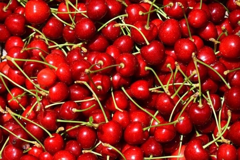 several large clusters of cherries with some sprigs