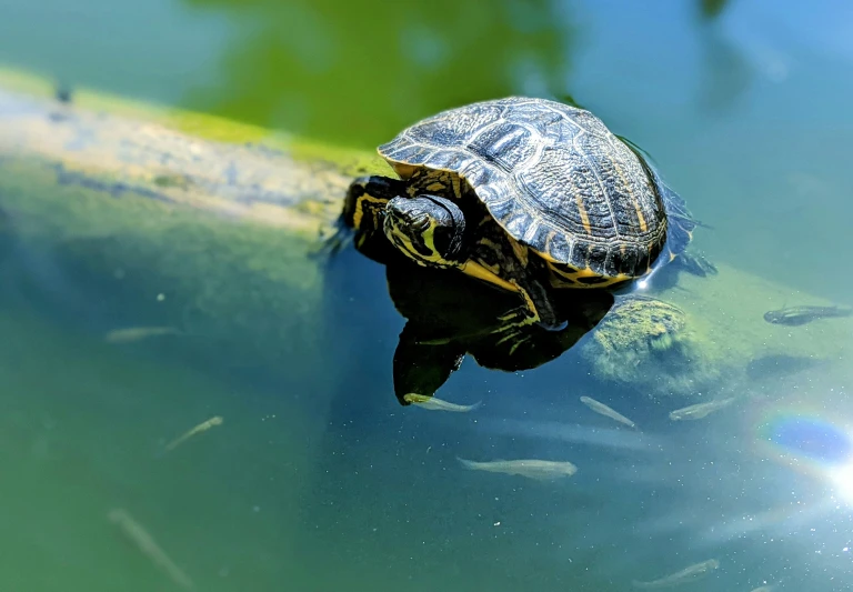 a turtle floats in the water while surrounded by other fish