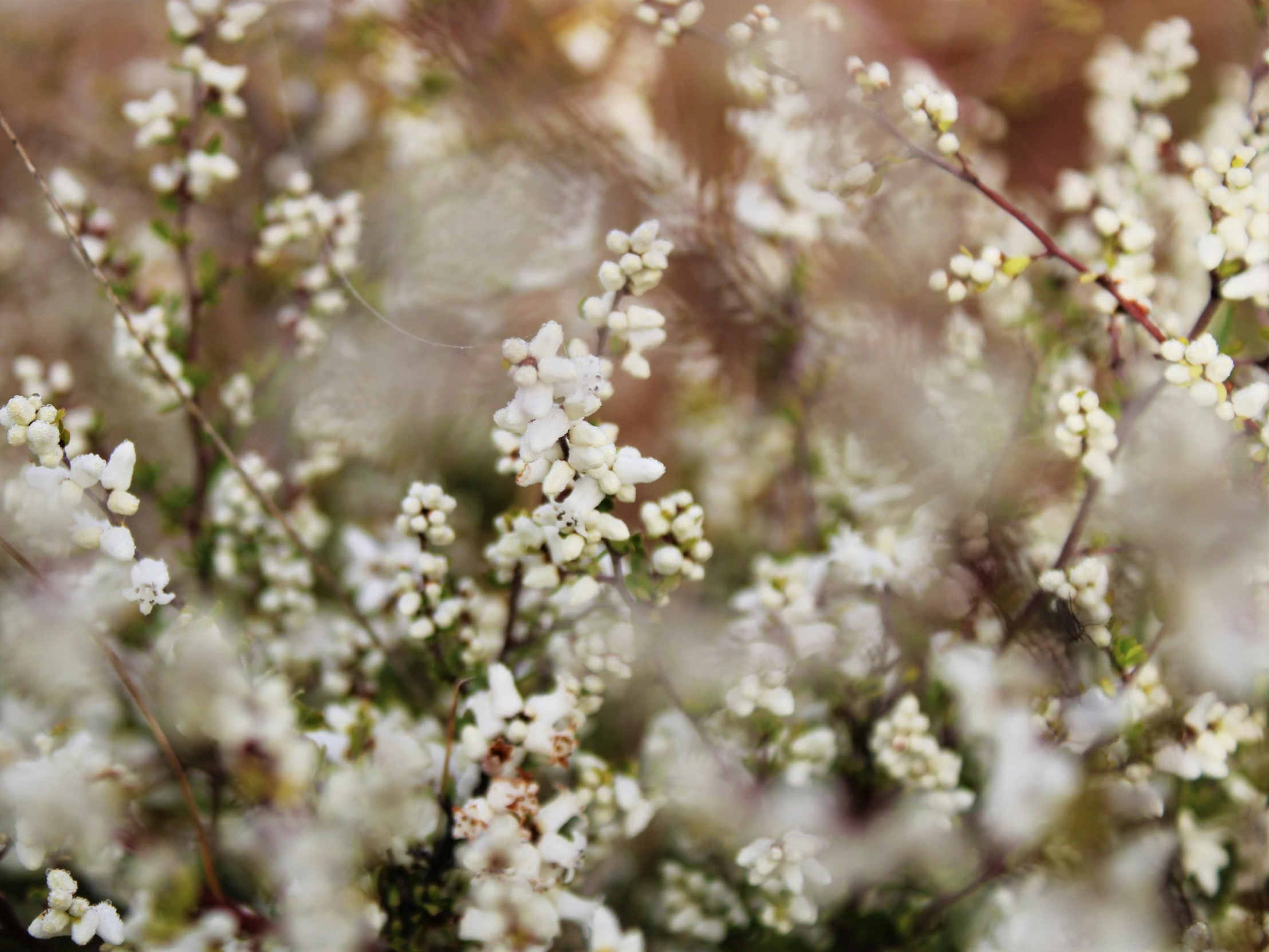 white flowers on the stems of trees