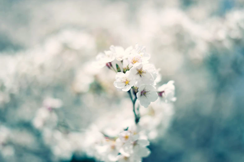 the blurry background shows many delicate, white flowers
