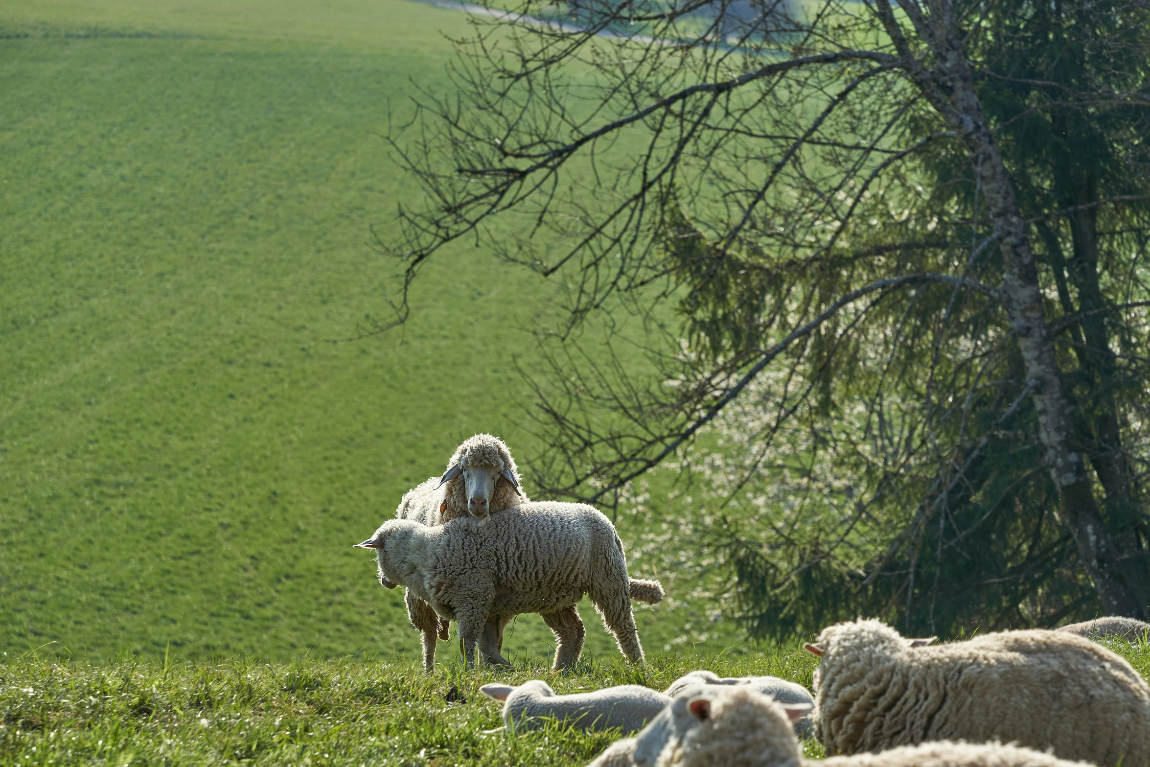 sheep in grassy field with trees and mountain view