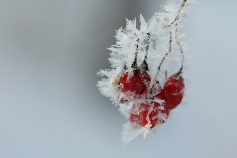 some berries are covered in snow and are still attached to the stem