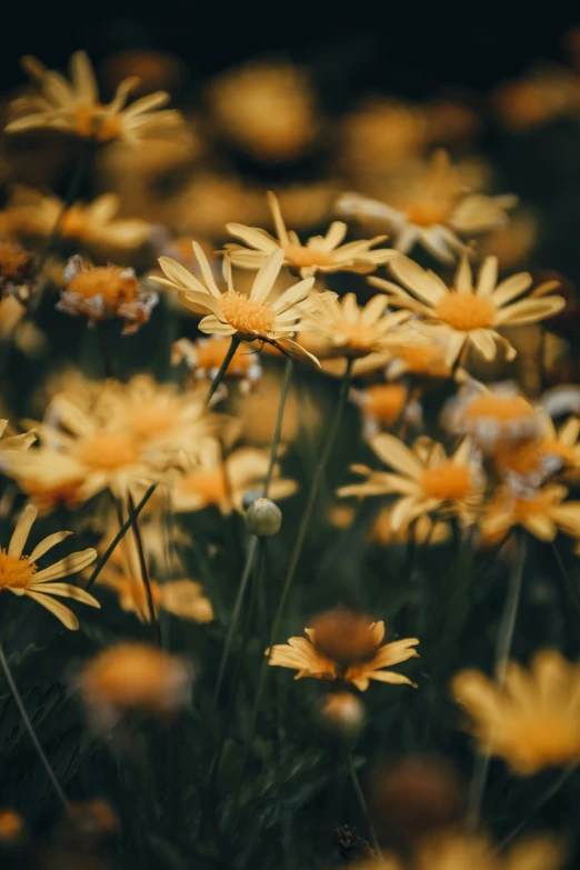 the large bunch of flowers are blooming together