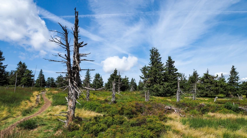 a field with trees and grass on it