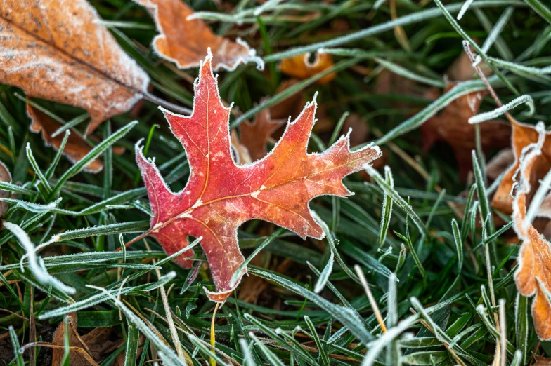 a red leaf with frost on it is sitting on the ground