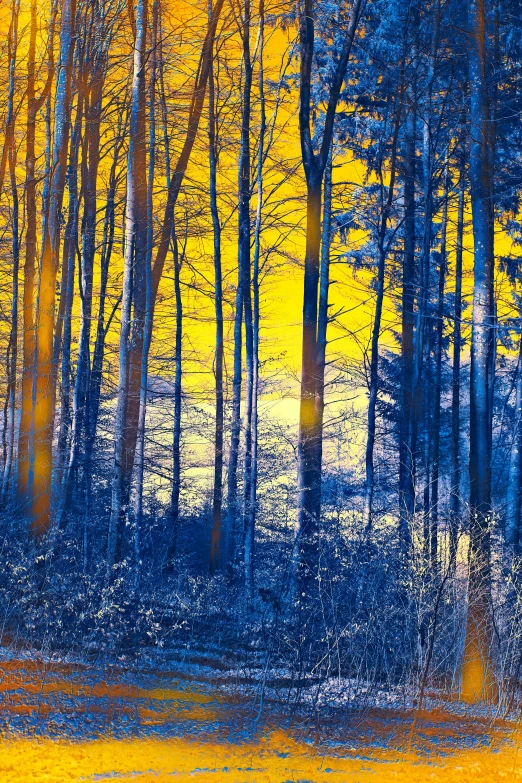 a black and white image of yellow woods