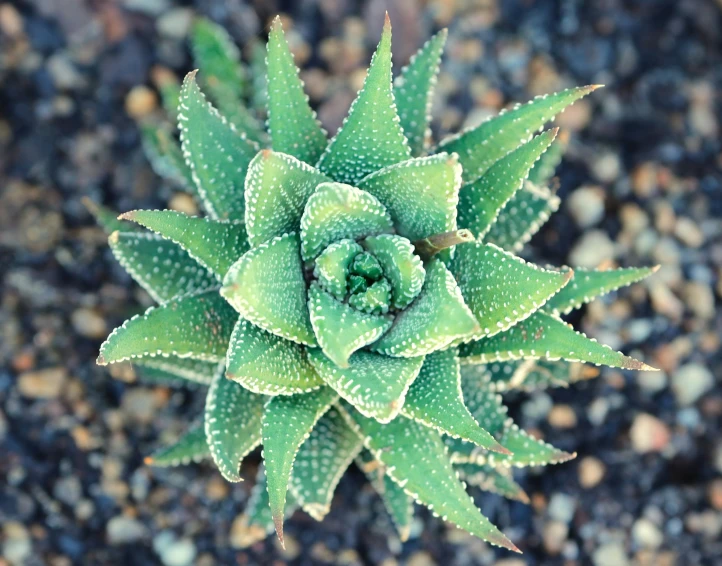 a closeup of a cactus in the dirt