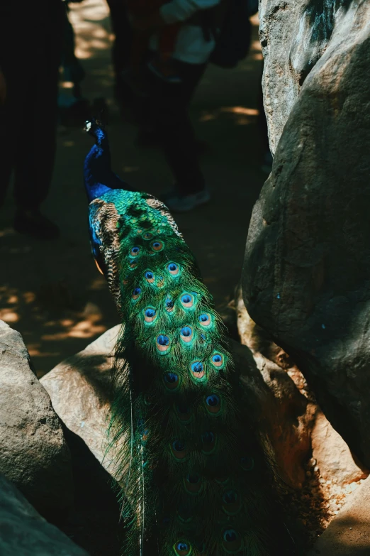 a peacock that is standing on a rock