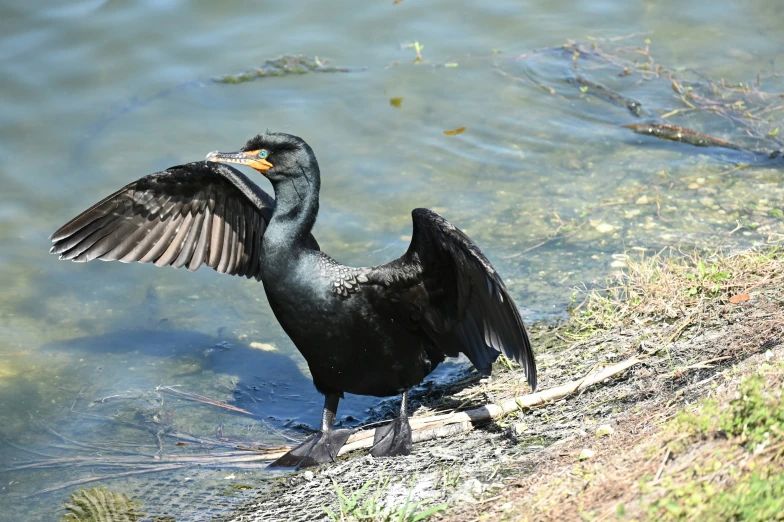 an adult bird stretches out its wings in the water