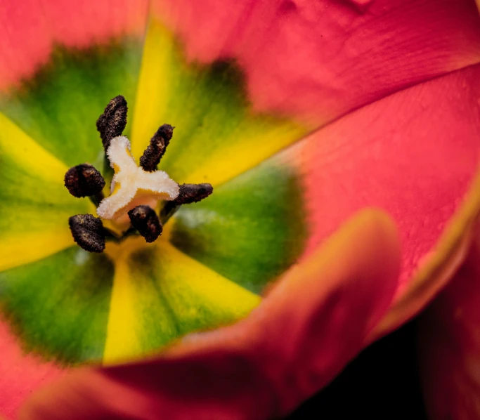 the top of a tulip flower looking toward the center