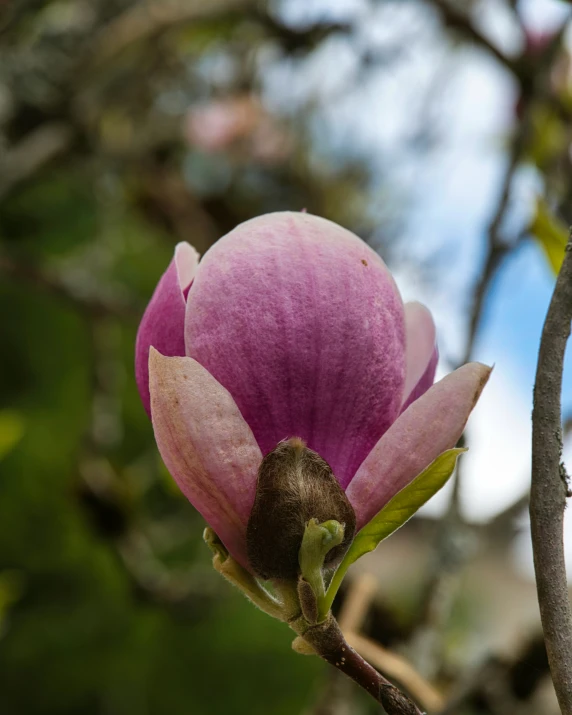 a pink flower with leaves on top of it