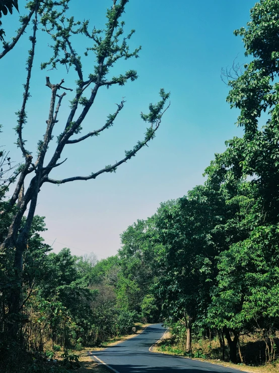 a road leading into the woods on a clear day