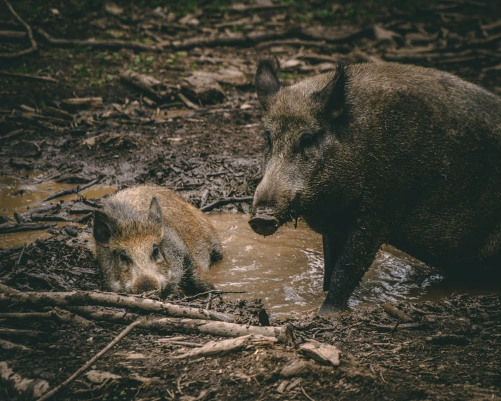 a large bear and a small pig are in the water