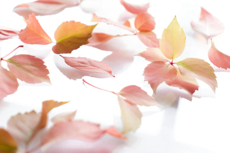 many red and yellow leaves scattered on the ground