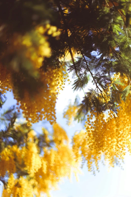 a yellow tree has many orange flowers