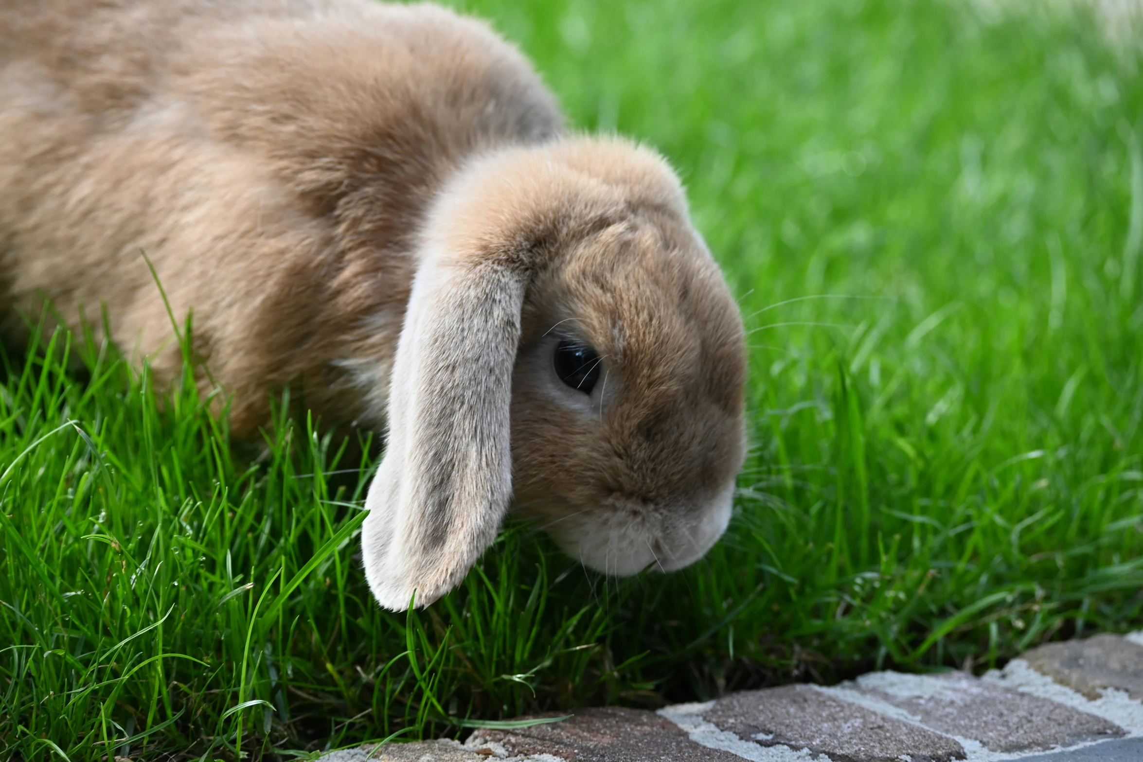 a young rabbit eating grass on the ground