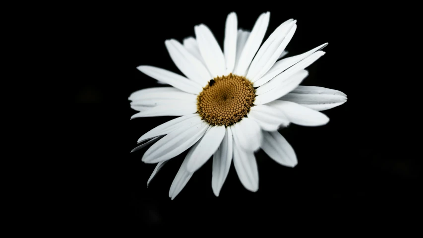 a white daisy flower on top of a black table