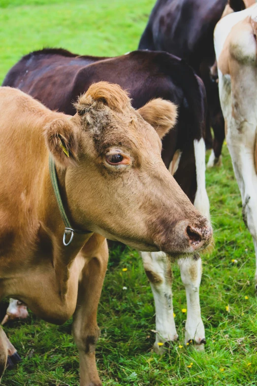 a cow with a tag around it's ear is looking at the camera