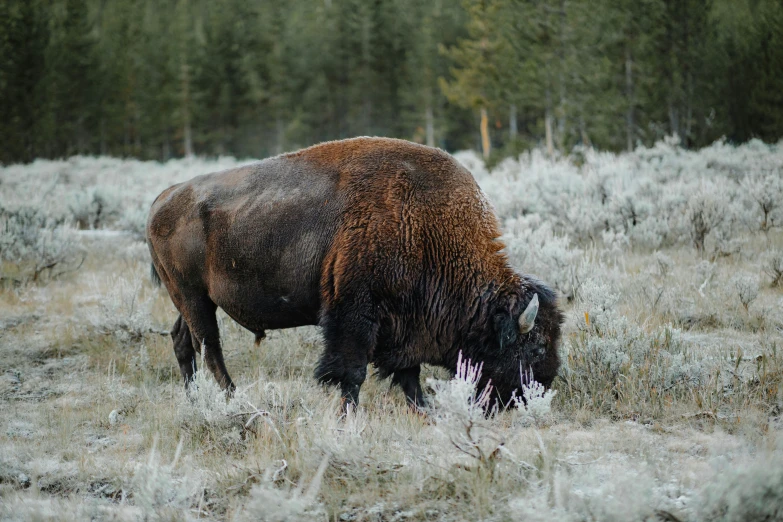 a buffalo is grazing in the grass during winter