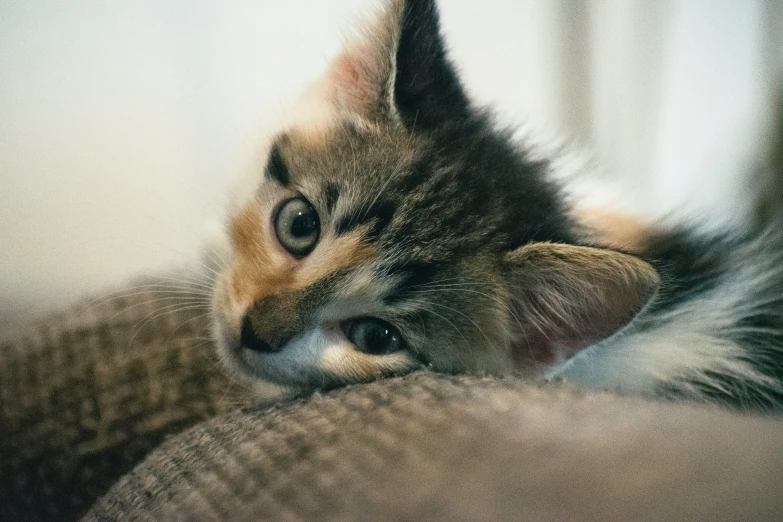 a cat is laying on its side with its head on the pillow